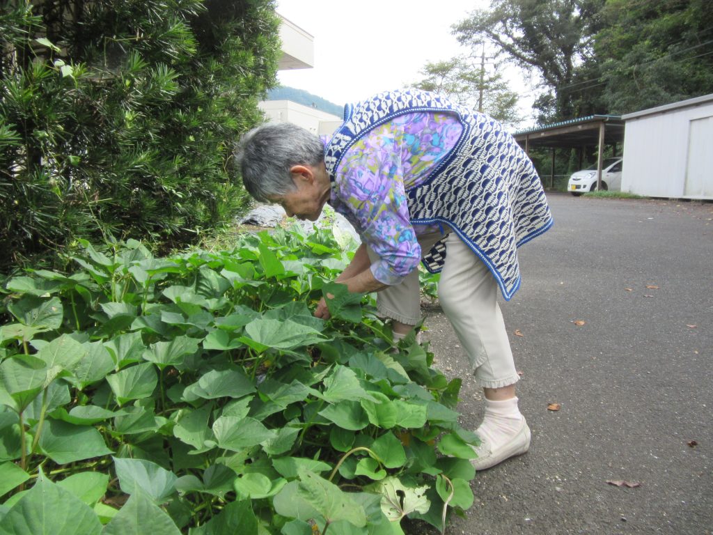 芋の茎しげってるやつ